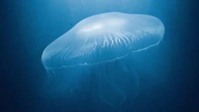 cosmic technology exploration journey