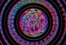 digital wave fusion apex