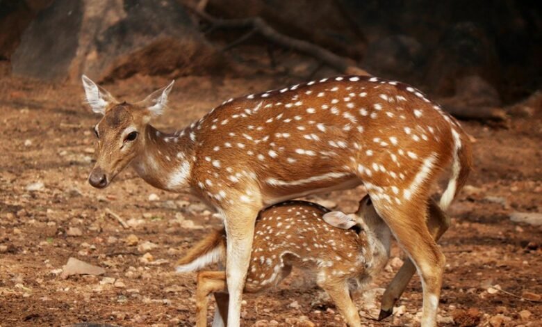 opportunity beam technology launch